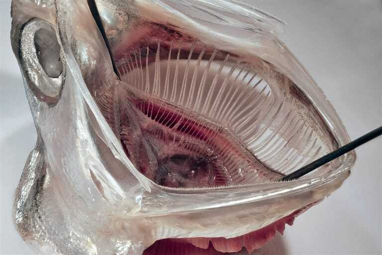 Im Inneren des Mauls einer Sardelle: Das Kiemenreusensystem hält Planktonpartikel zurück.