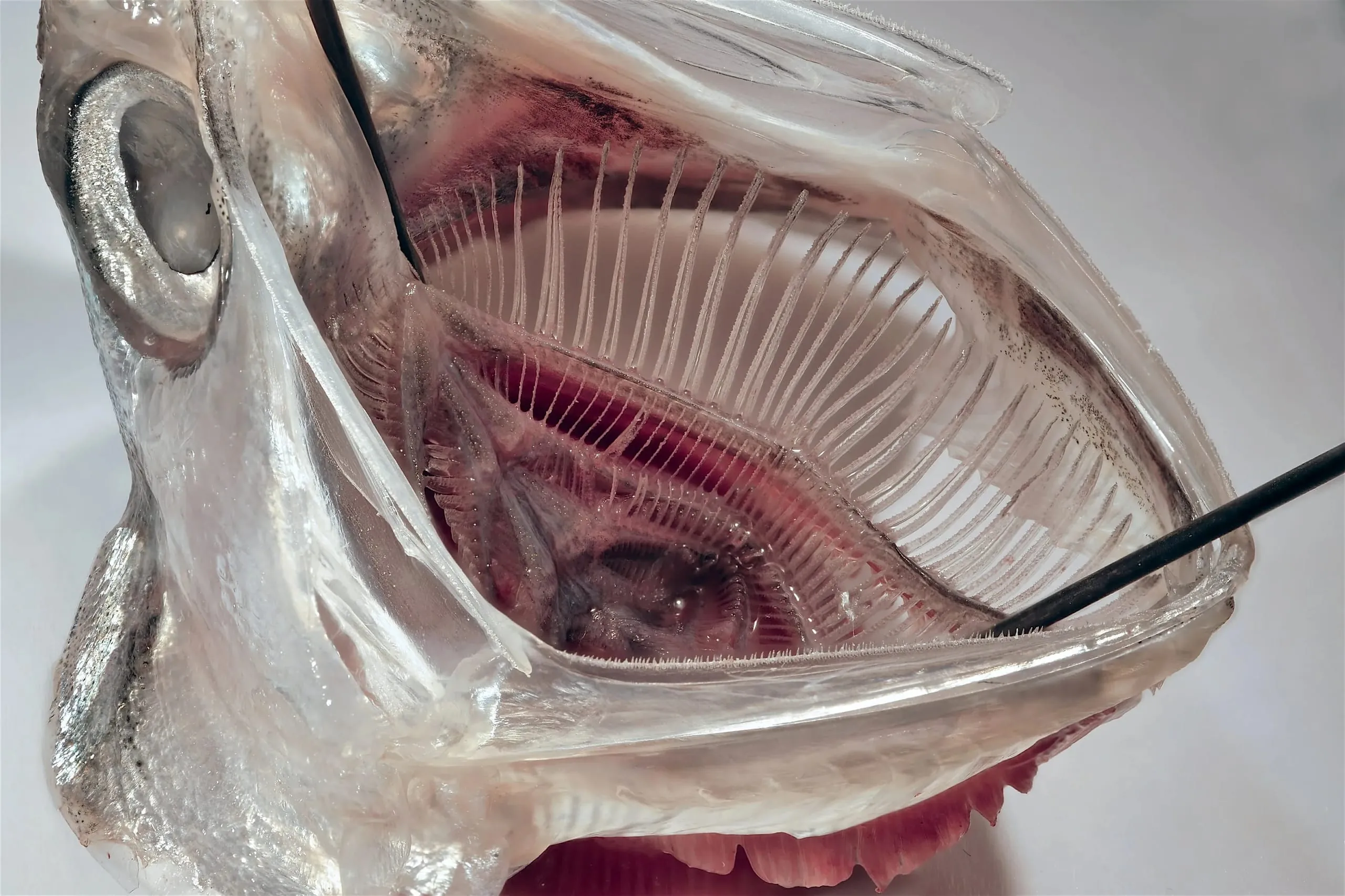 Patentiert: Waschmaschinenfilter, der Fischkiemen imitiert