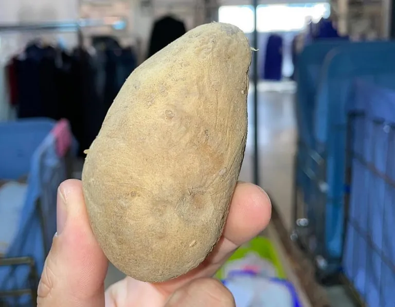 Fundst&uuml;ck aus einer Textilreinigung: eine Kartoffel.