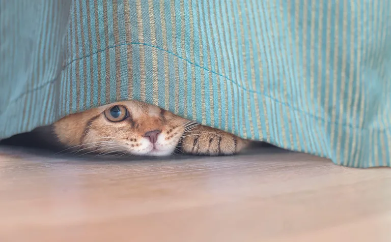 Symbolbild: Katze lugt unter Vorhang hervor.