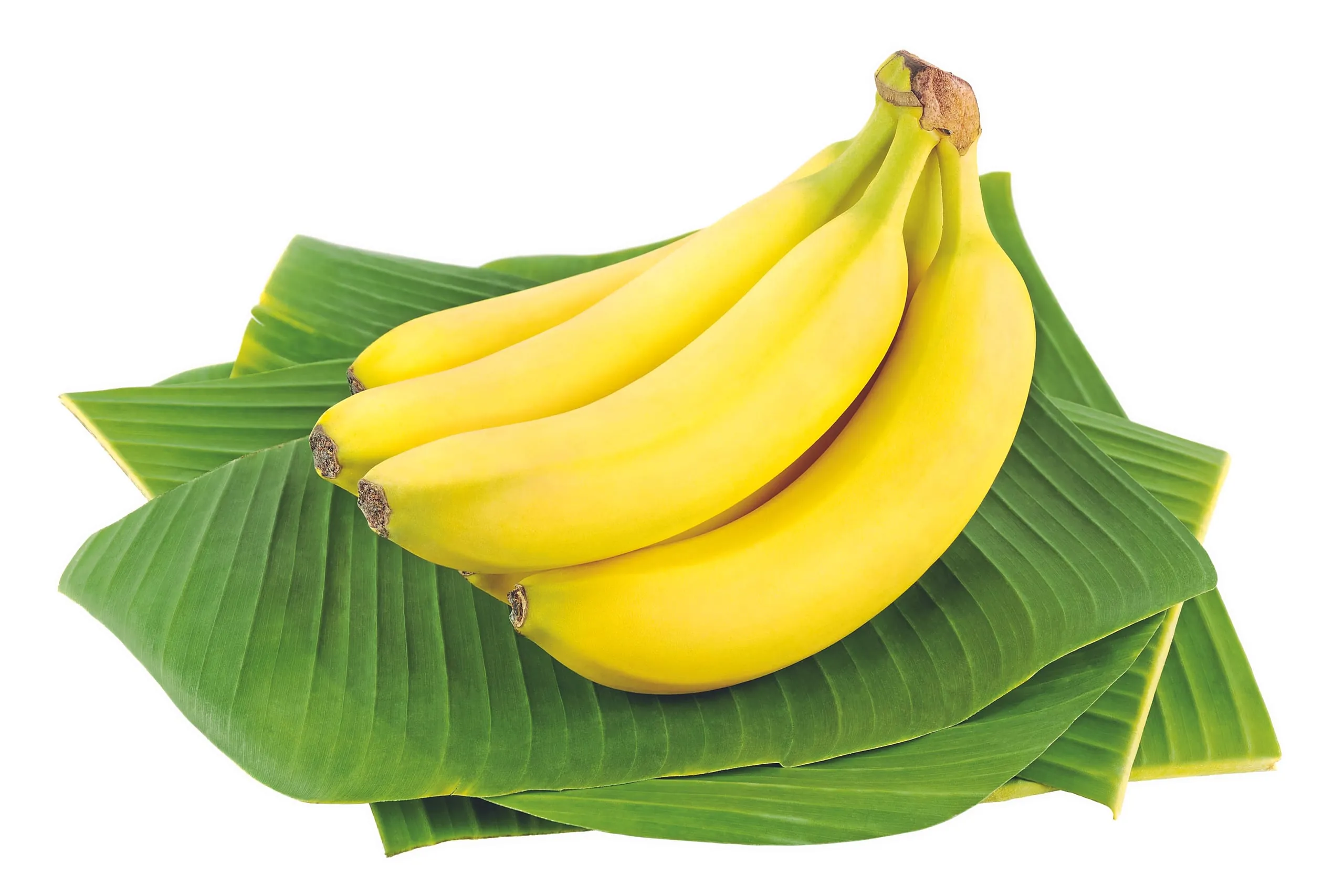 Ökologische Faseralternativen: Alles Banane?!