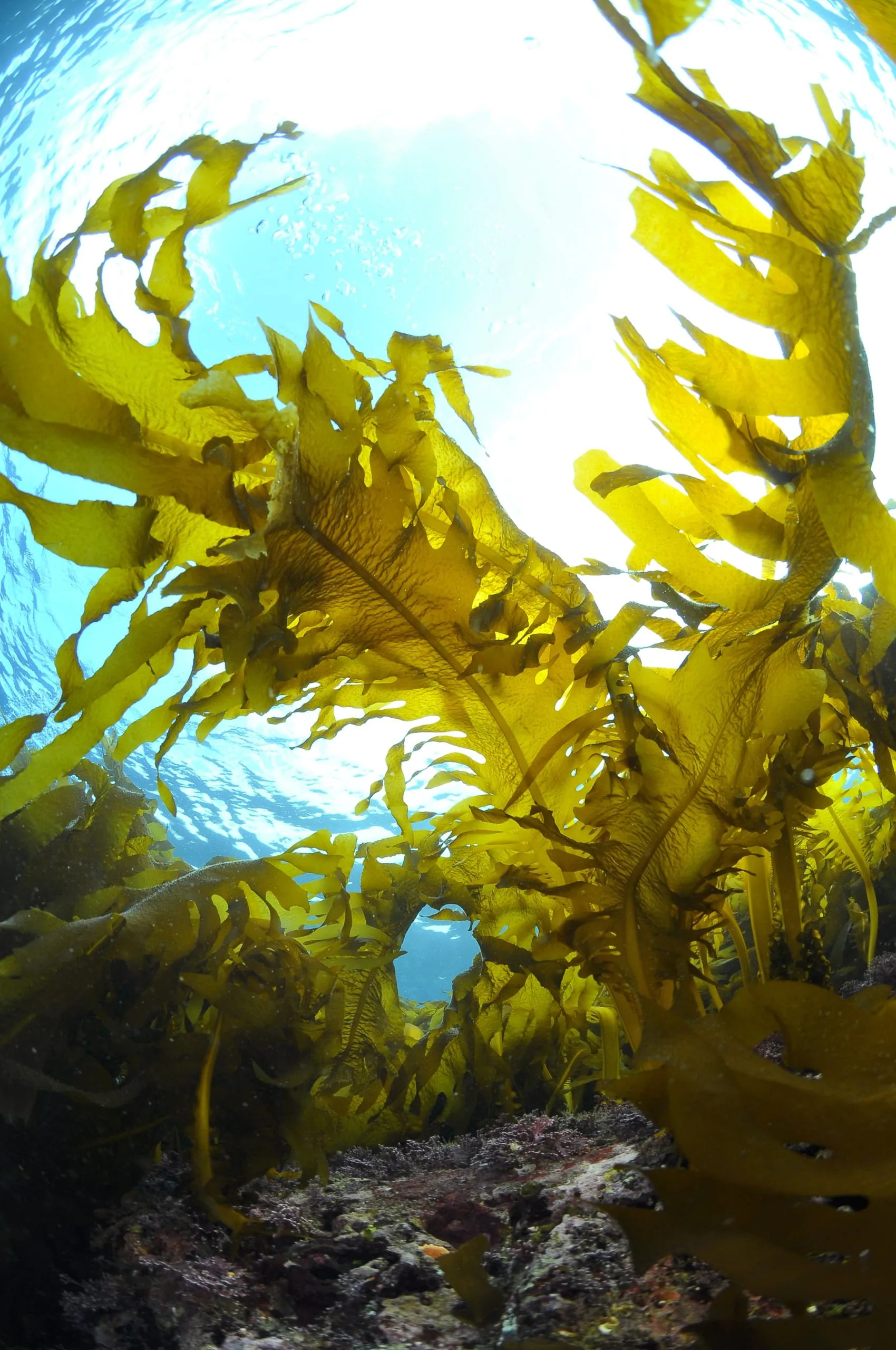 Die bioaktiven Substanzen in Algen und Seetang weisen antibakterielle Eigenschaften auf.