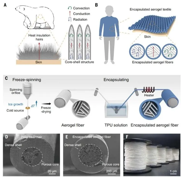 Die Bilder A+B zeigen, wie die W&auml;rme bei Eisb&auml;ren und bei EAF-Fasern isoliert wird. Bild C veranschaulicht, wie die neuartige Faser gewonnen wird. D+E zeigen den Aufbau der Fasern im Vergleich und Bild F zeigt die aufgespulte EAF-Faser.