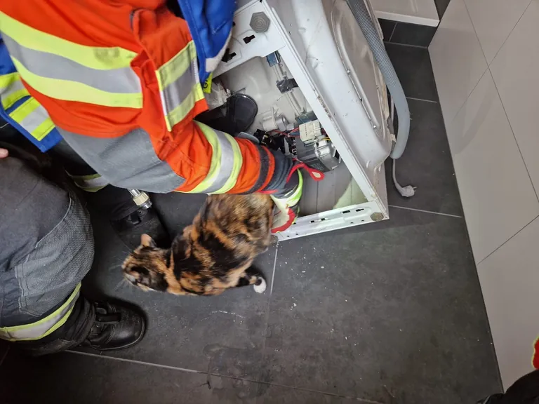 Feuerwehr befreit Katze aus Waschmaschine