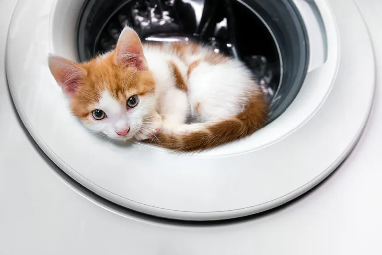Ein kleines K&auml;tzchen sitzt in einer Waschmaschine.
