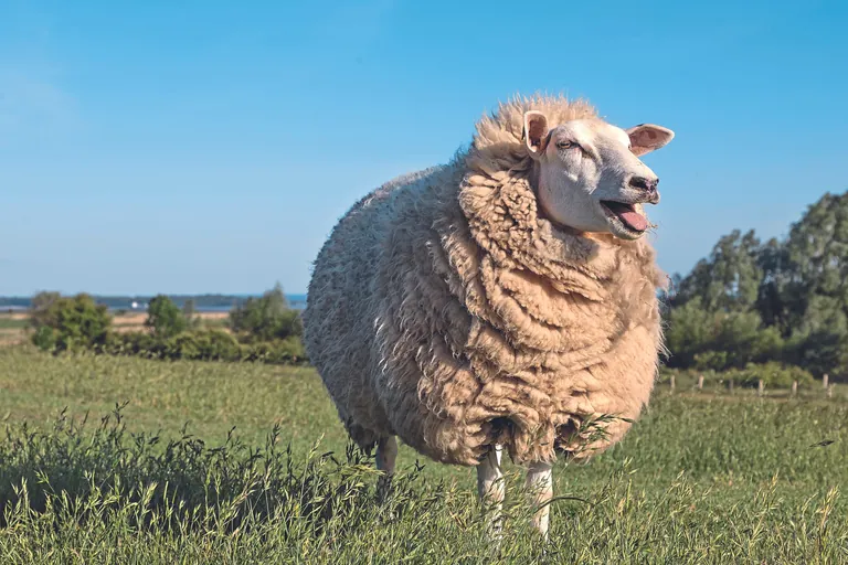 Ein Schaf steht auf der Wiese und bl&ouml;ckt.
