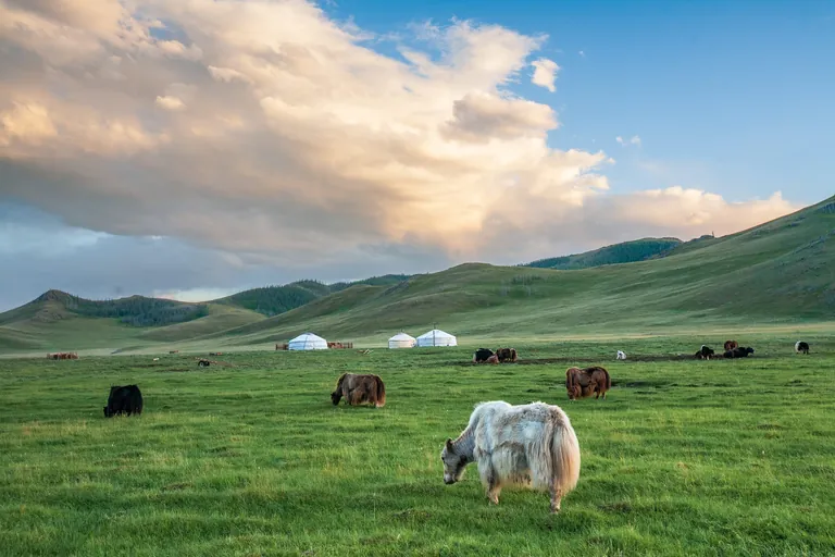 Kaschmirziegen in der Steppe der Inneren Mongolei mit Jurten im Hintergrund.