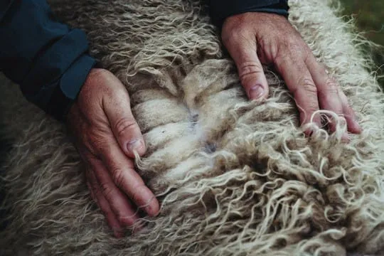 Man zeigt den Aufbau von Schafswolle am R&uuml;cken eines Schafes.