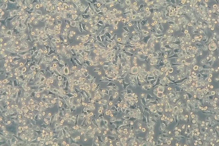 Intakte Wirtszellen (NCTC) vor Virus&shy;kontakt (100 x). 