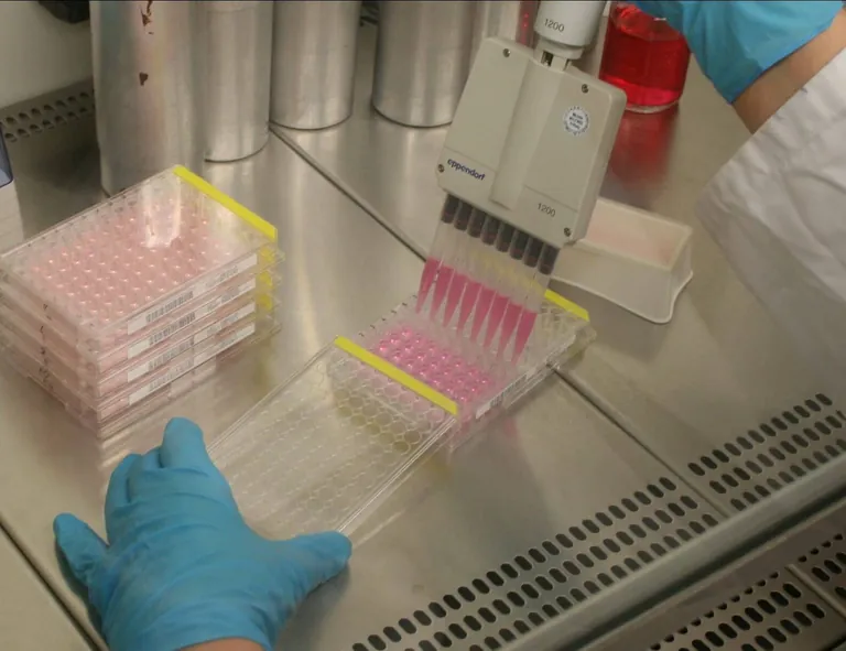 Zellaussaat der Wirtszellen zur Bestimmung der Virenanzahl.