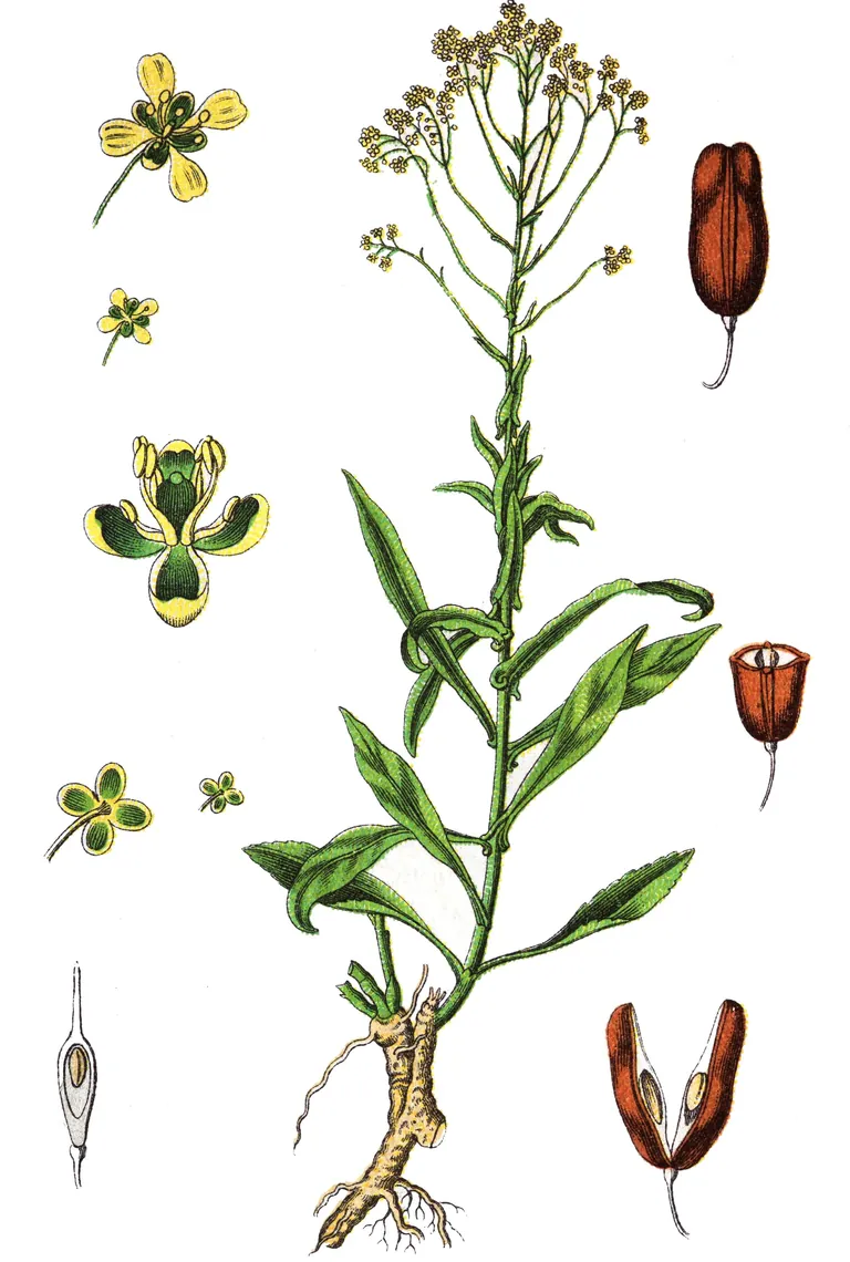 Zeichnung von F&auml;rberwaid.