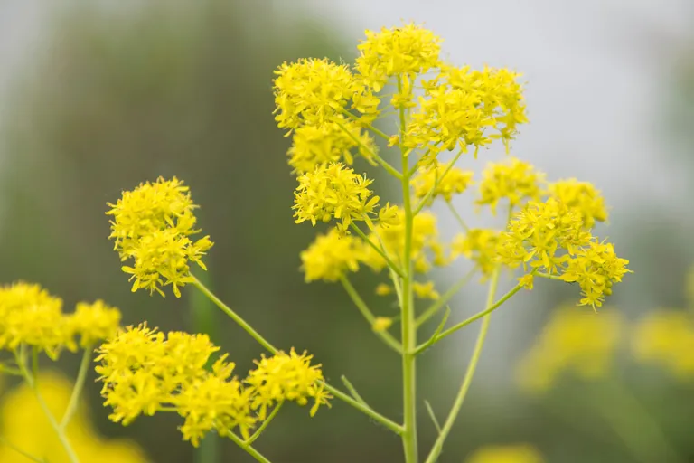 F&auml;rberwaid bl&uuml;ht gelb.
