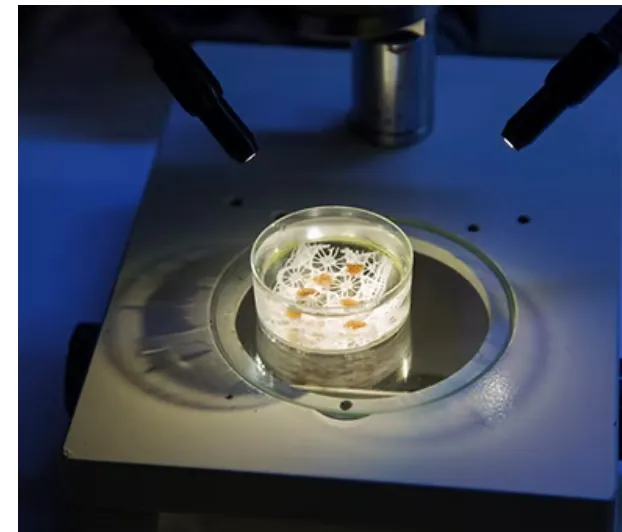 Im Projekt Corail Artefact testet der Künstler Jérémy Gobé gemeinsam mit Wissenschaftler, ob sich Klöppelspitze als Gerüst für Korallen eignet.