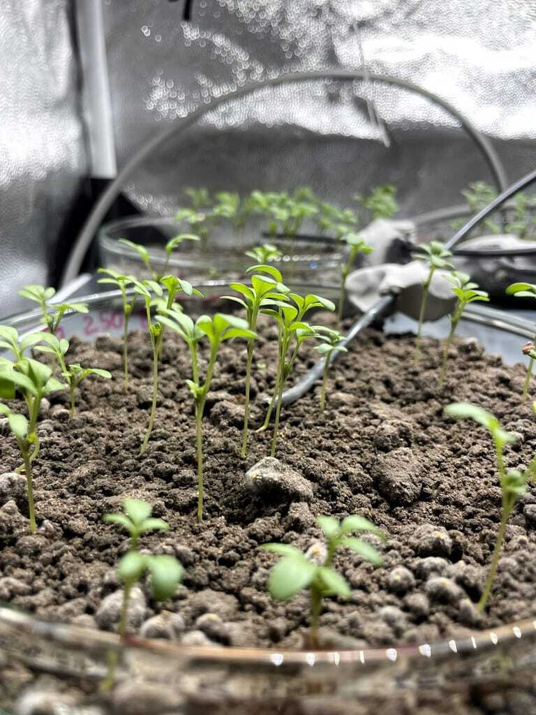 Die Prüfverfahren der DIN SPEC 19296 zeigen, ob der Boden nach dem Abbau der textilen Fragmente belastet ist oder weiterhin als Lebensraum für Pflanzen und Organismen funktioniert.