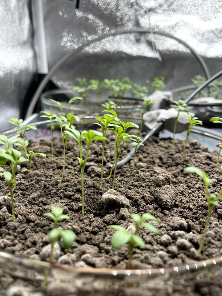 Die Pr&uuml;fverfahren der DIN SPEC 19296 zeigen, ob der Boden nach dem Abbau der textilen Fragmente belastet ist oder weiterhin als Lebensraum f&uuml;r Pflanzen und Organismen funktioniert.