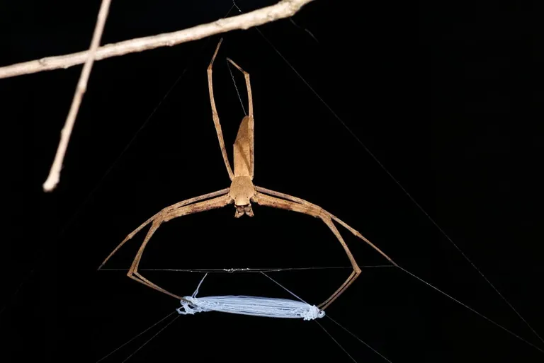 Die australische Kescherspinne hält ihr dehnbares und reißfestes Fangnetz bereit.