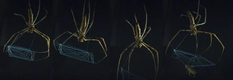 Beutefang der Kescherspinne in Zeitlupe